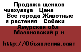 Продажа щенков чиахуахуа › Цена ­ 12 000 - Все города Животные и растения » Собаки   . Амурская обл.,Мазановский р-н